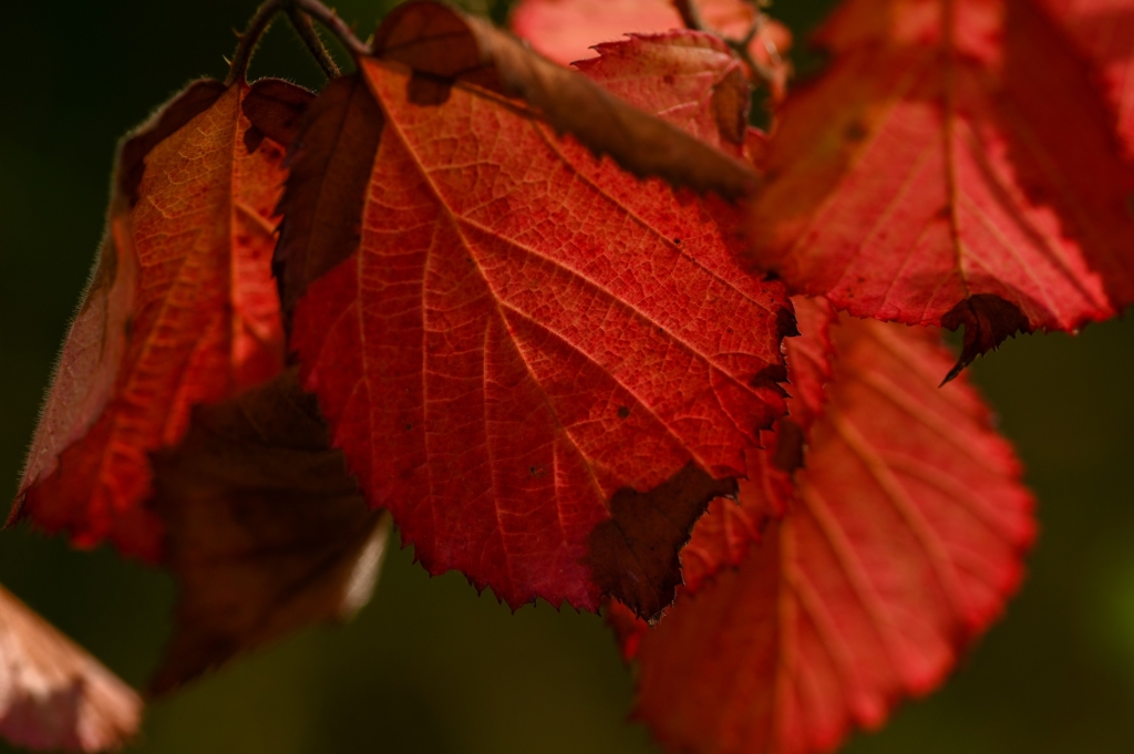 Reddening leaves in Sherwood Forest