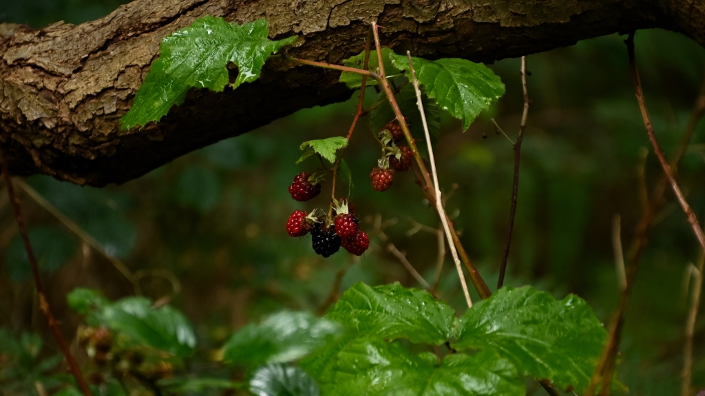 Blackberries in Sherwood Forest, photographed by Tammy Herd