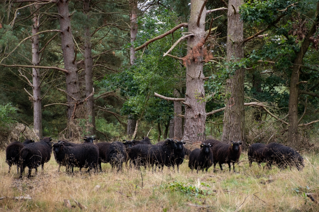 Hebridean sheep at Budby South Forest.