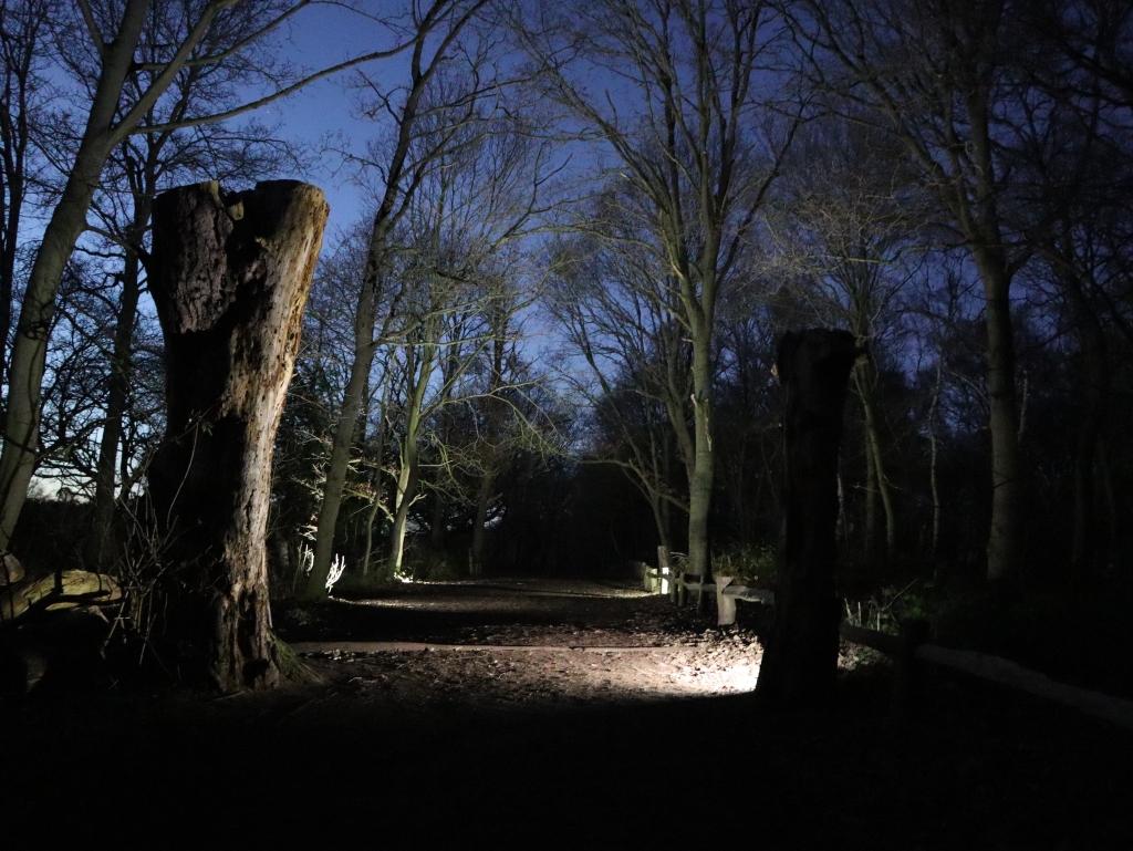 Entrance to Sherwood Forest at nightfall