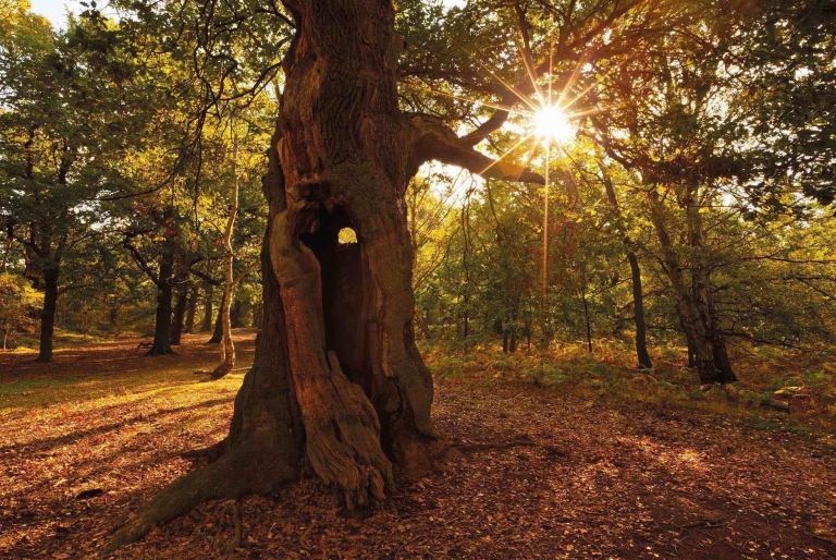 A Sherwood Oak Tree
