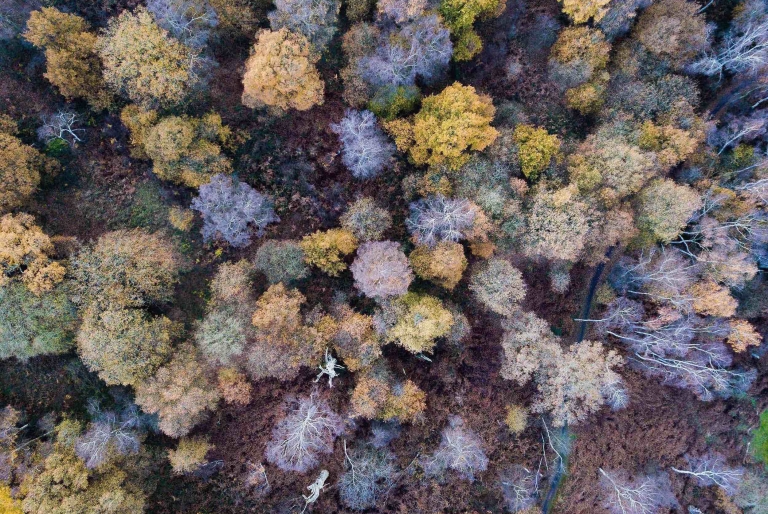 Sherwood Forest from above