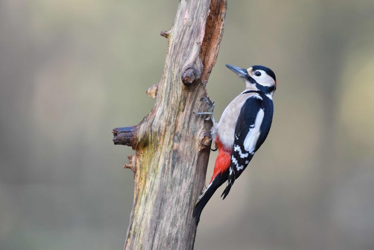 Great spotted woodpecker Dendrocopos major, adult male perched on log