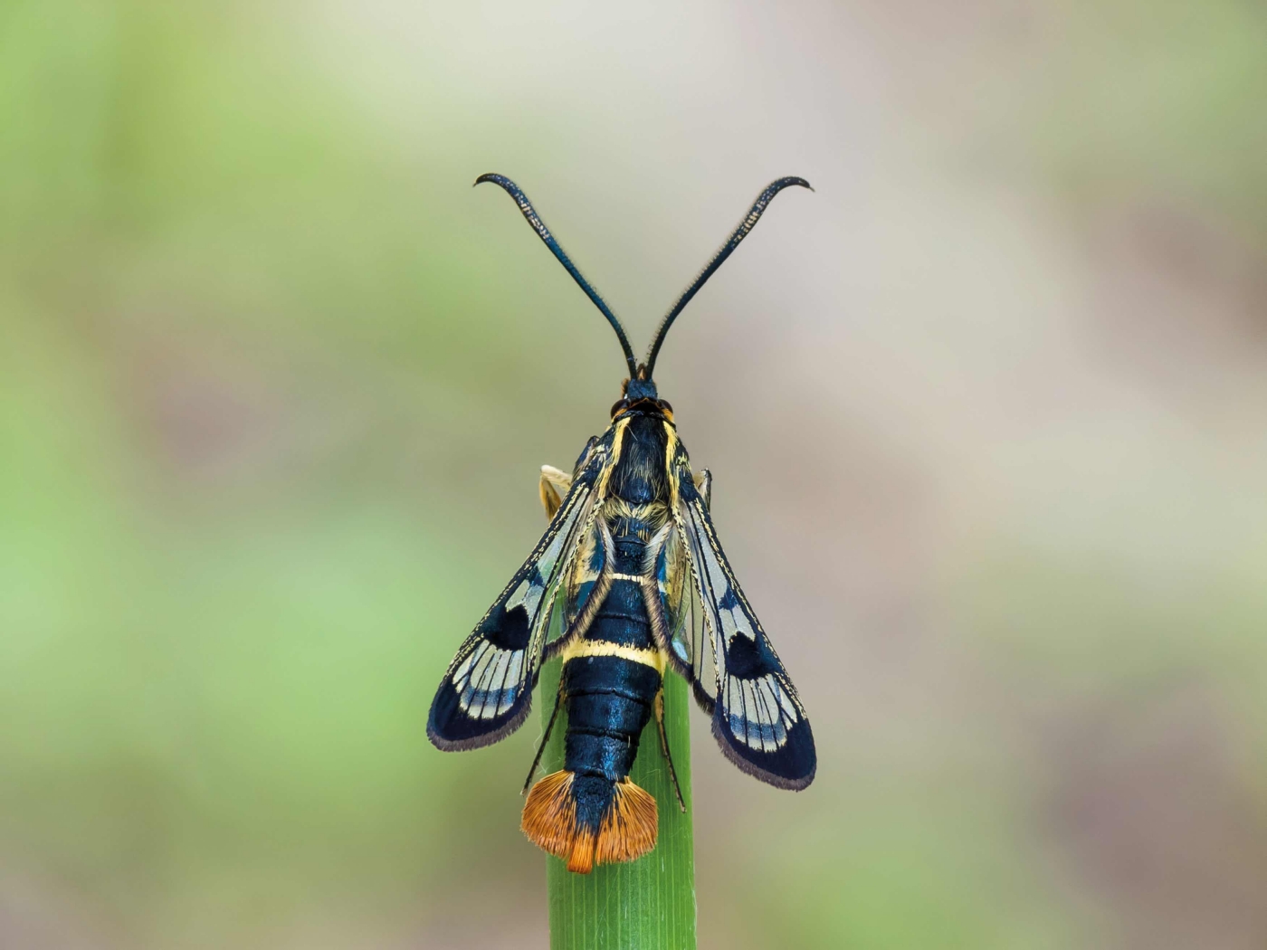 Welsh_Clearwing