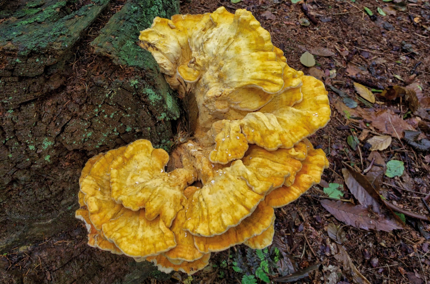 Chicken of the woods